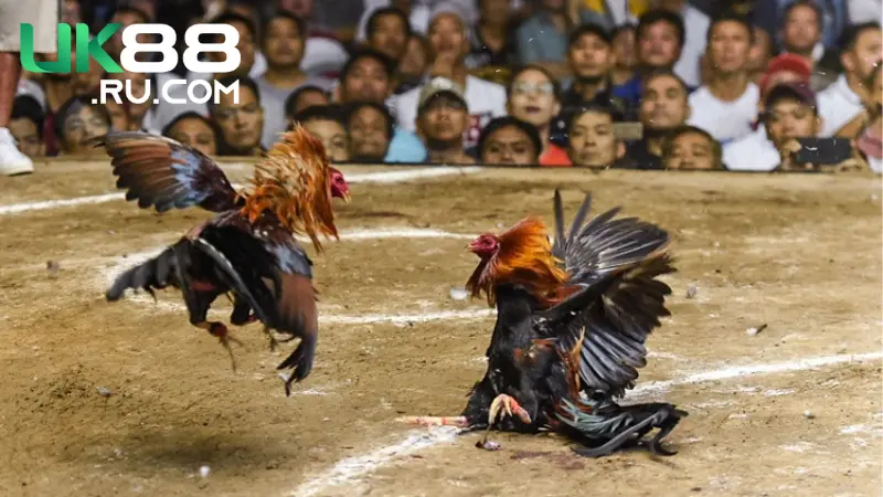 Người chơi nên xem kỹ phần vảy khi chọn gà chiến