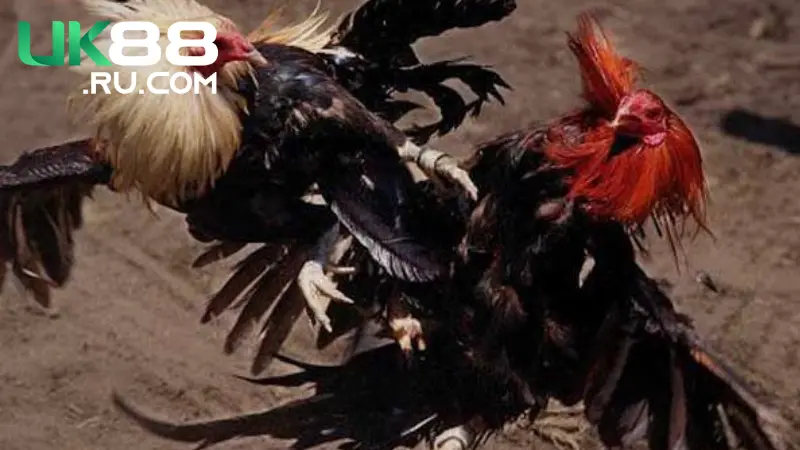 Dịch vụ hỗ trợ khách hàng chuyên nghiệp